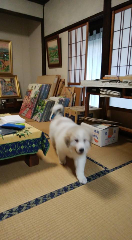 Galleria Assisi - 「犬子らんちゃん、画廊に来たる」...