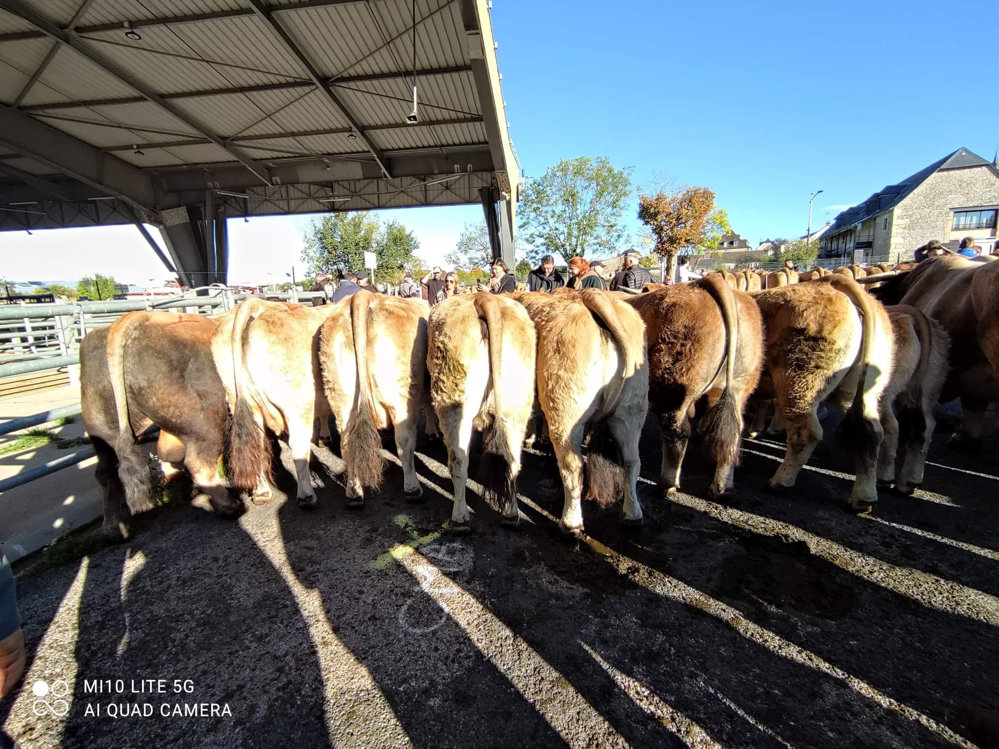 Élevage Aubrac Alexandre Rodier