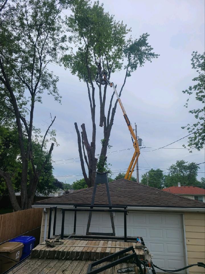 Tree Frog Service LLC