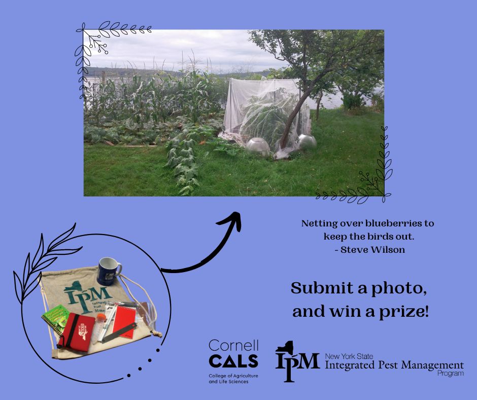Steve Wilson put his... - The New York State IPM Program