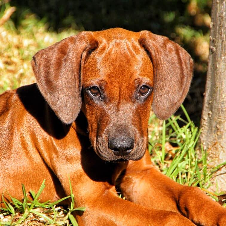 Lionsriver Ridgebacks added a new... - Lionsriver Ridgebacks