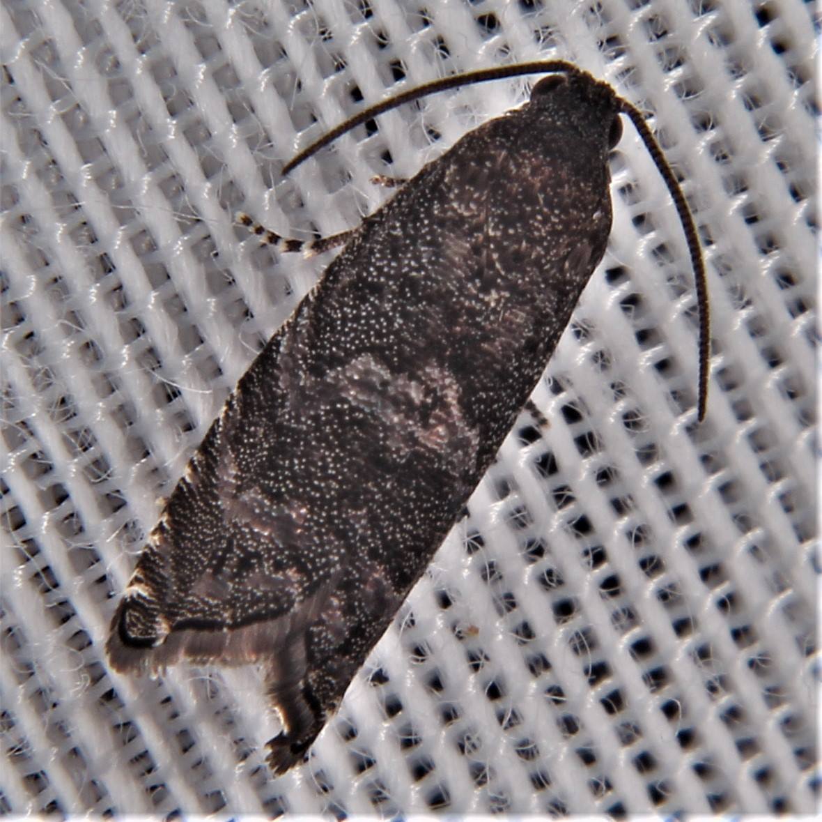 What is the identification of this moth species?
