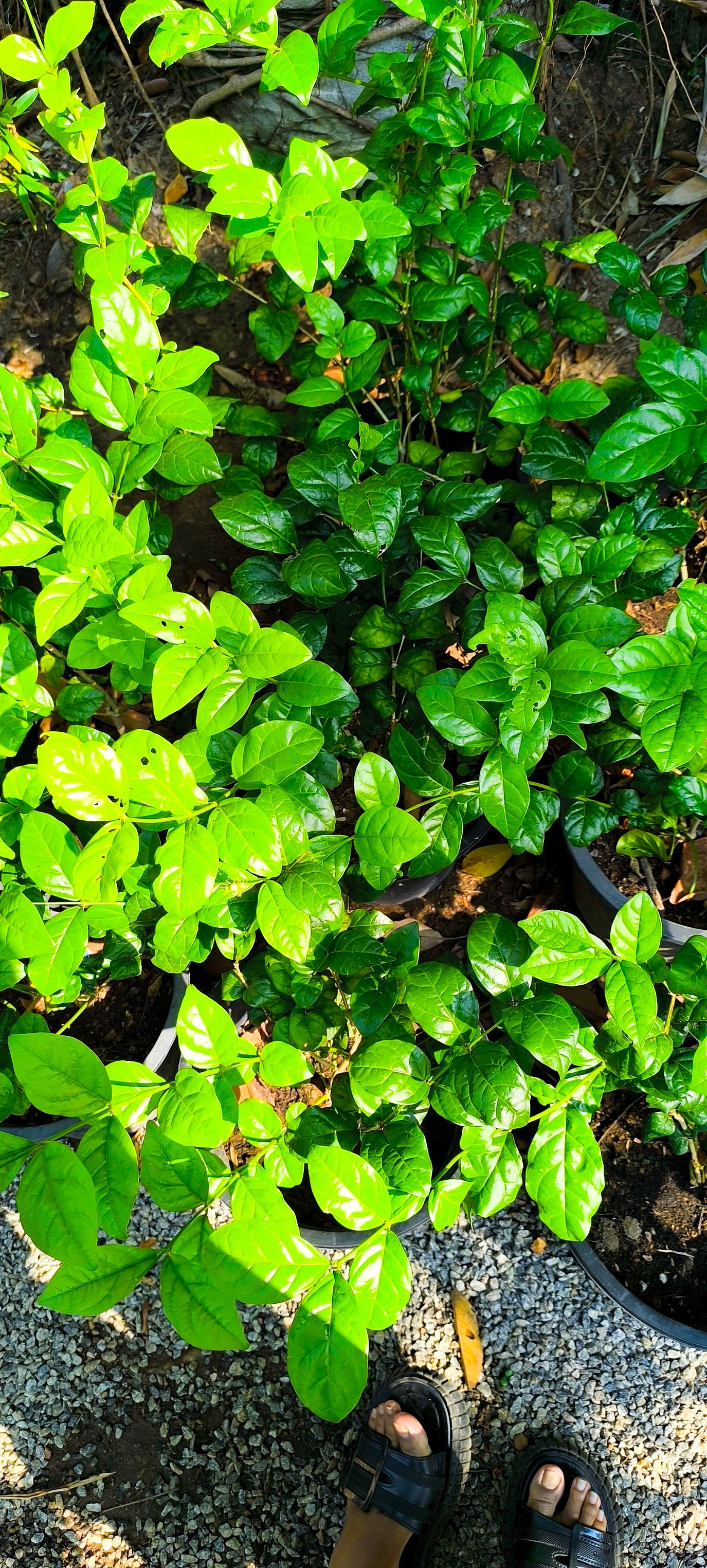 Midula Plants - Rosa pichcha | රෝස පිච්ච හොදින් වැඩුනු... | Facebook