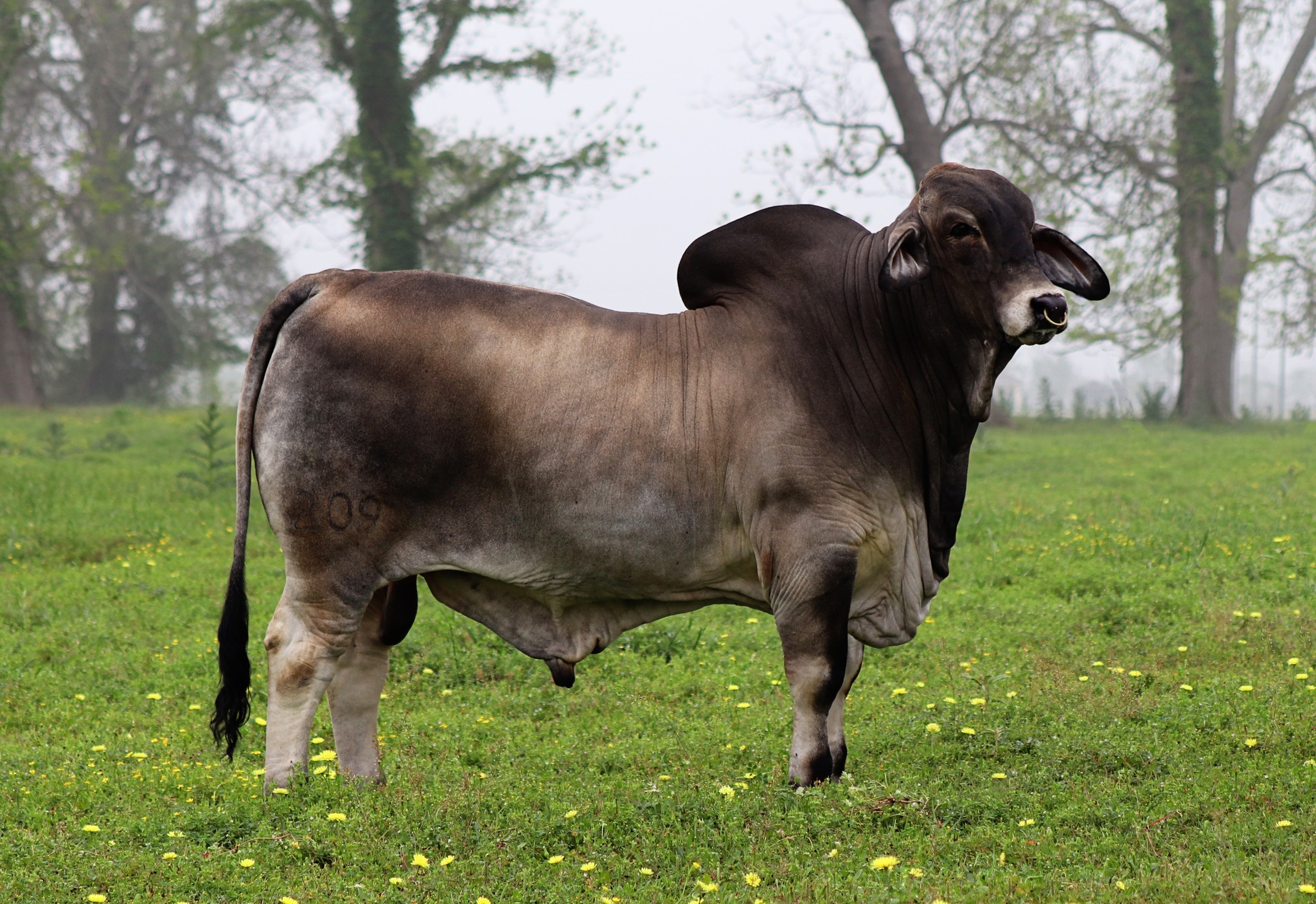 BRC Ranch - We are proud to announce that BRC Modesto 209... | Facebook
