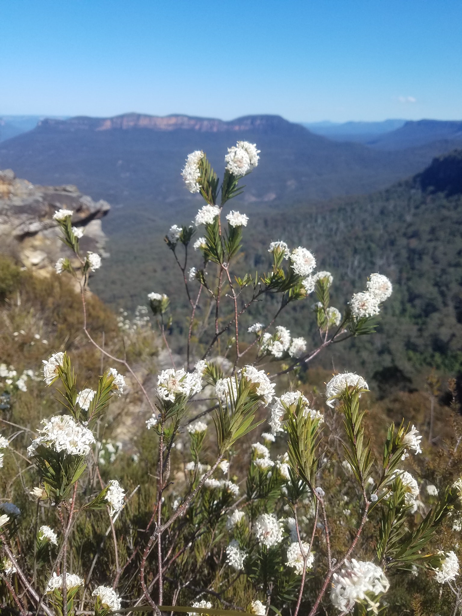 Friends of Koolunga... - Friends of Koolunga Native Reserve