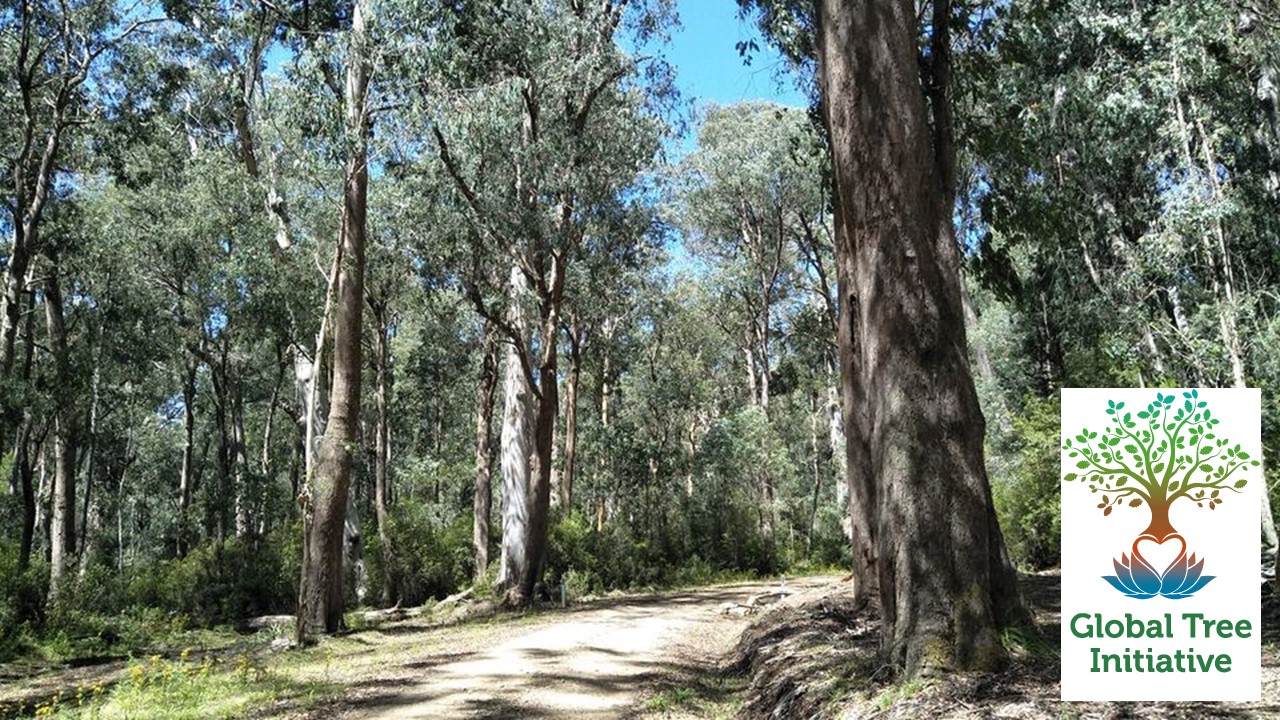 Global Tree Initiative Australia | Melbourne VIC