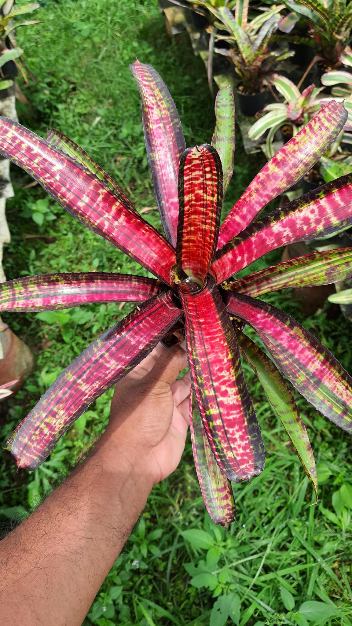 Neo. Lucifer (variegated)