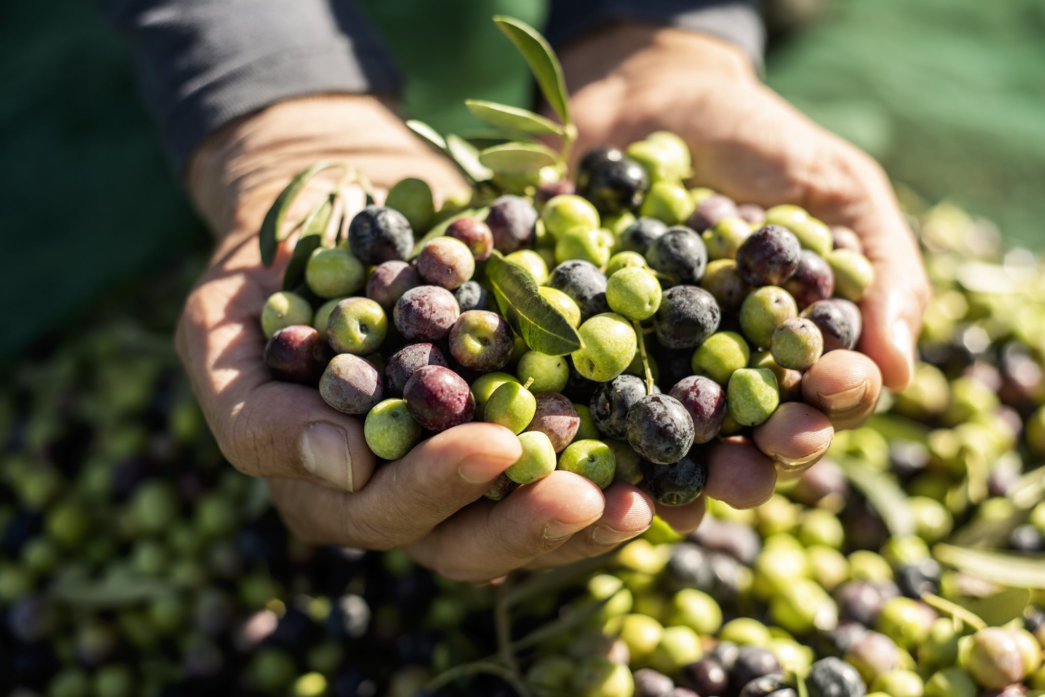 La Rocca - Olive