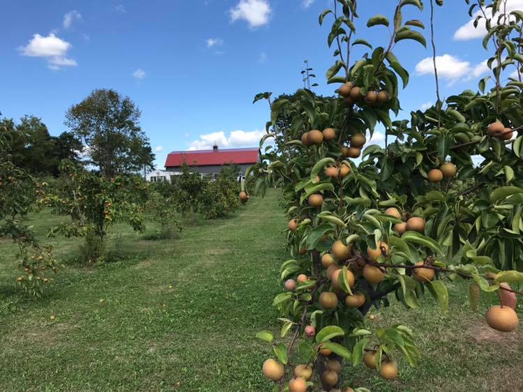 Halmony Farms | Lockport NY