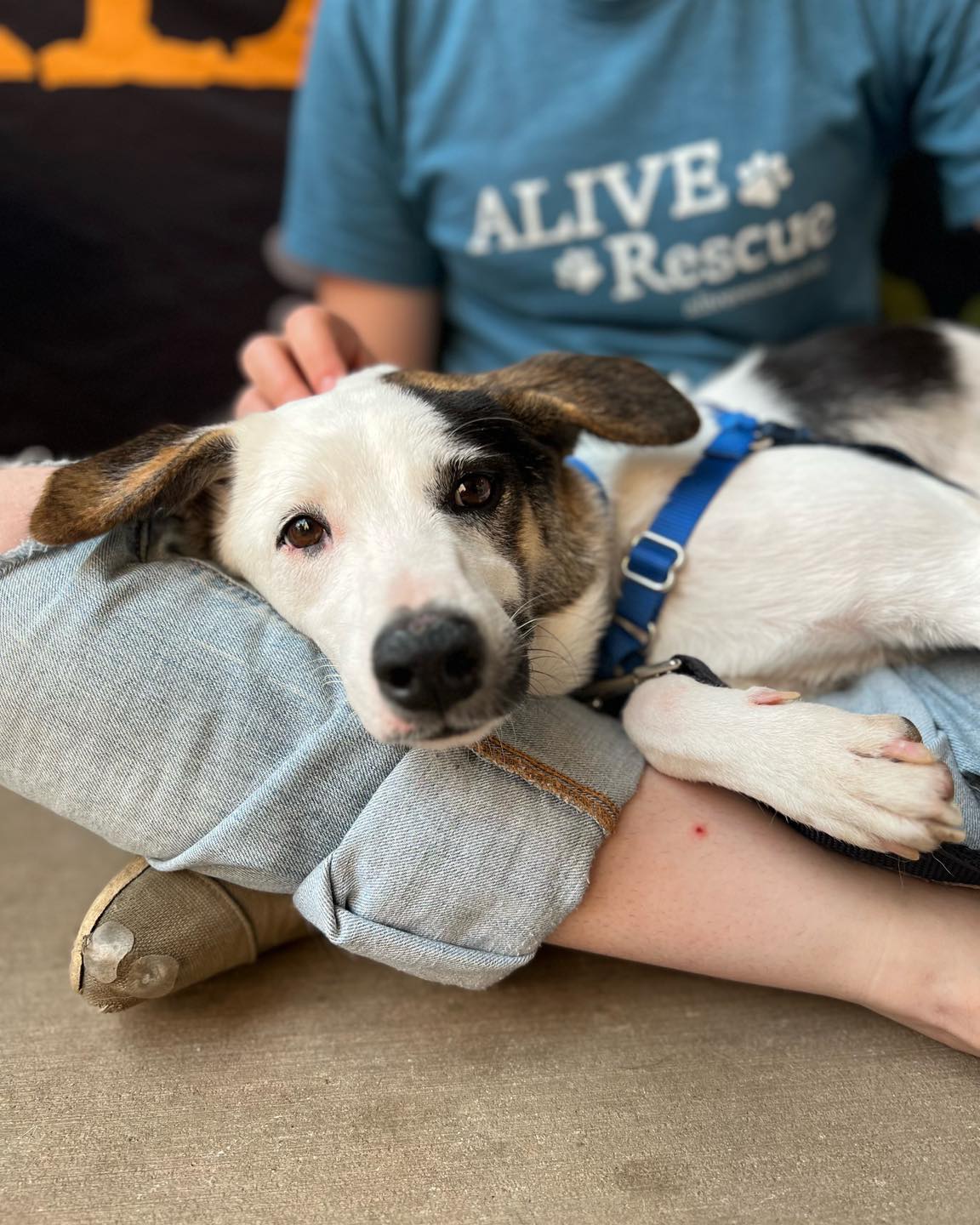Alive Rescue - Time for a real talk. Our boarding... | Facebook