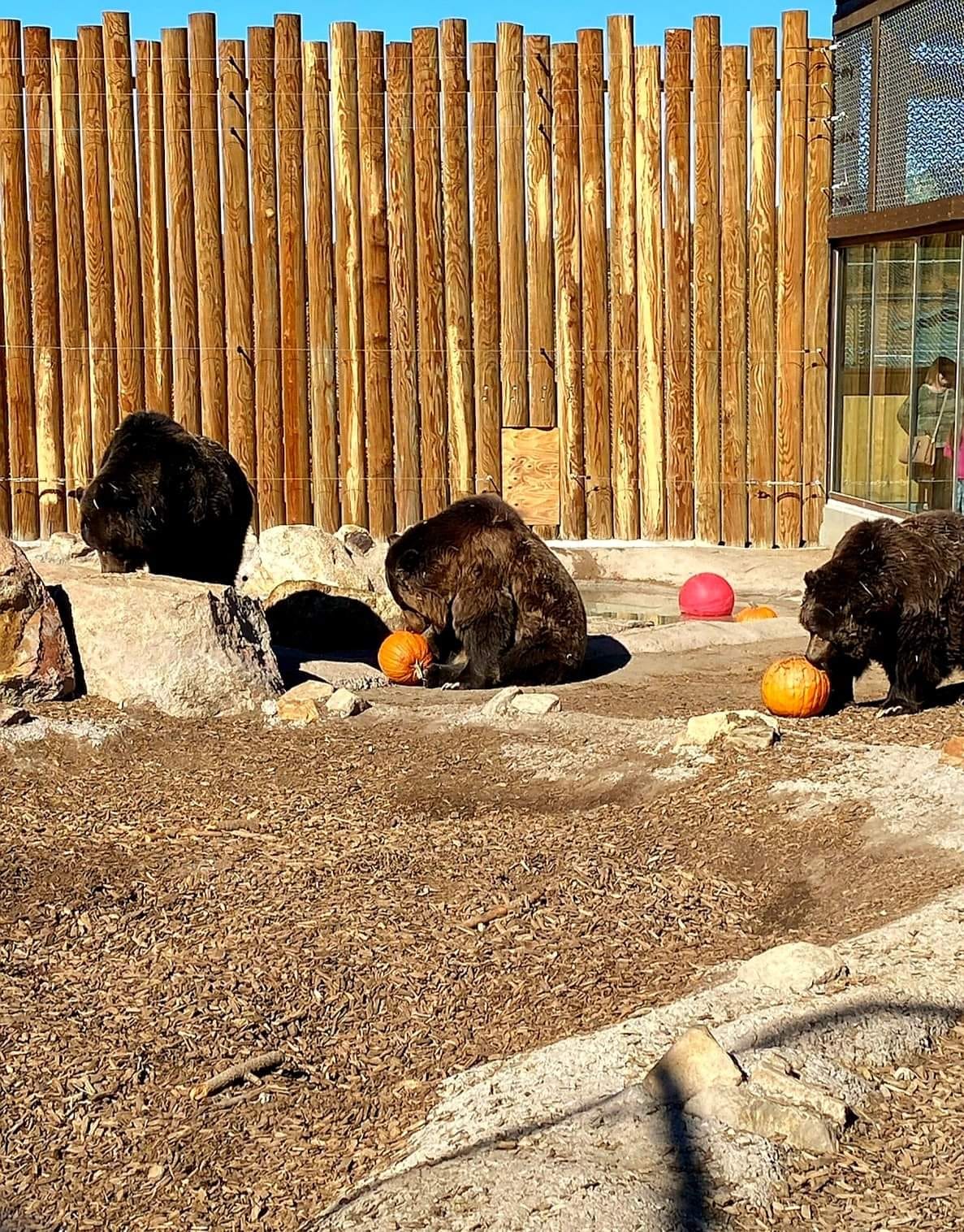 Big - The Grizzlies | Facebook