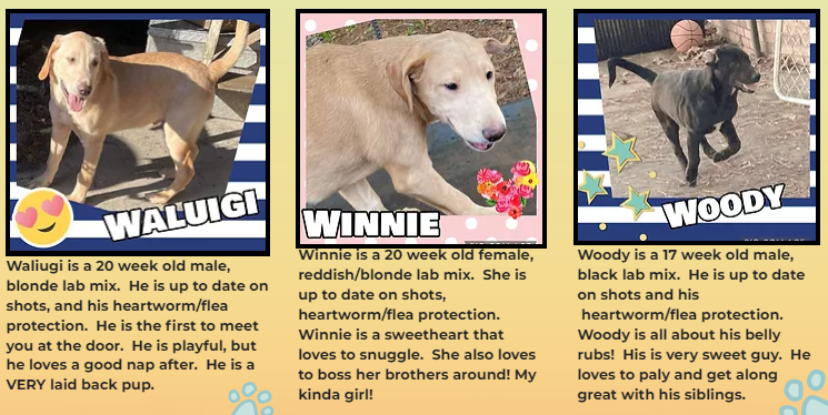The last of the W pups are... - Carolina Helping Paws Rescue