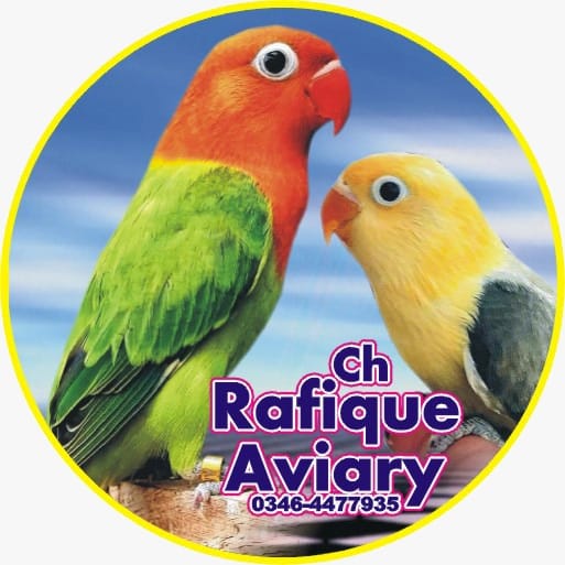 ch Rafiq birds group | Facebook