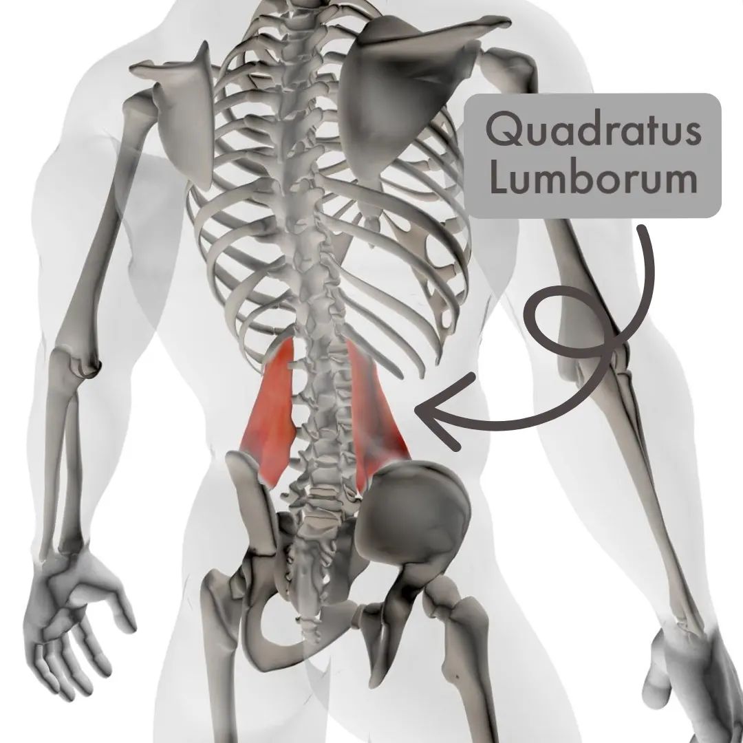 On Point - The QL ( quadratus lumborum) muscle is often...