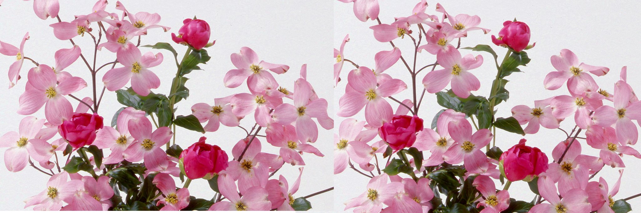 いけばな教室 月と日と華と - 生徒さんと一緒に基本（後ろいけ）から始めてます😊 基本立真型盛花 ソケイ・バラ #草月 #草月流 #花のある ...