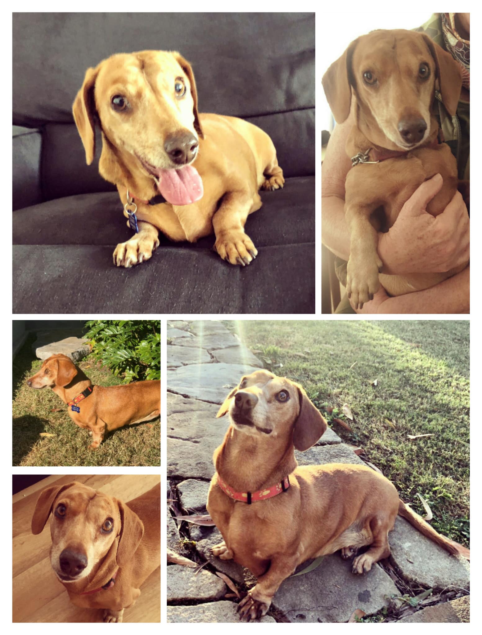 MILLY UPDATE – SUCCESSFULLY... - Byron Dog Rescue - CAWI | Facebook