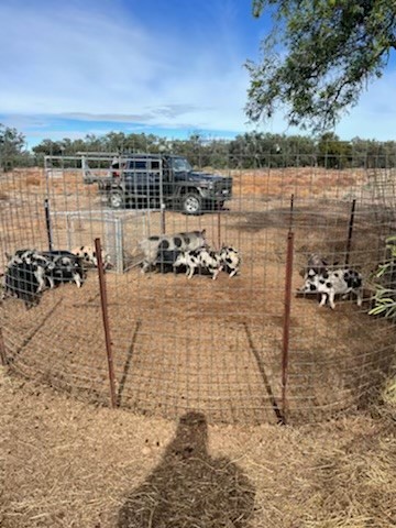 Trackers Traps - Some more trapping pics from NSW 👍 Thanks...