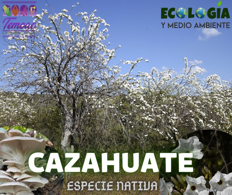 ️🌸🍄CAZAHUATES ️🌸🍄 🌺Es parte de la... - Paraísos Naturales | Facebook