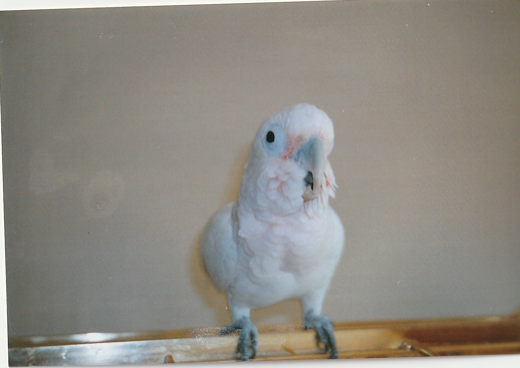 This is Peter my first ever... - Birdline UK Parrot Rescue
