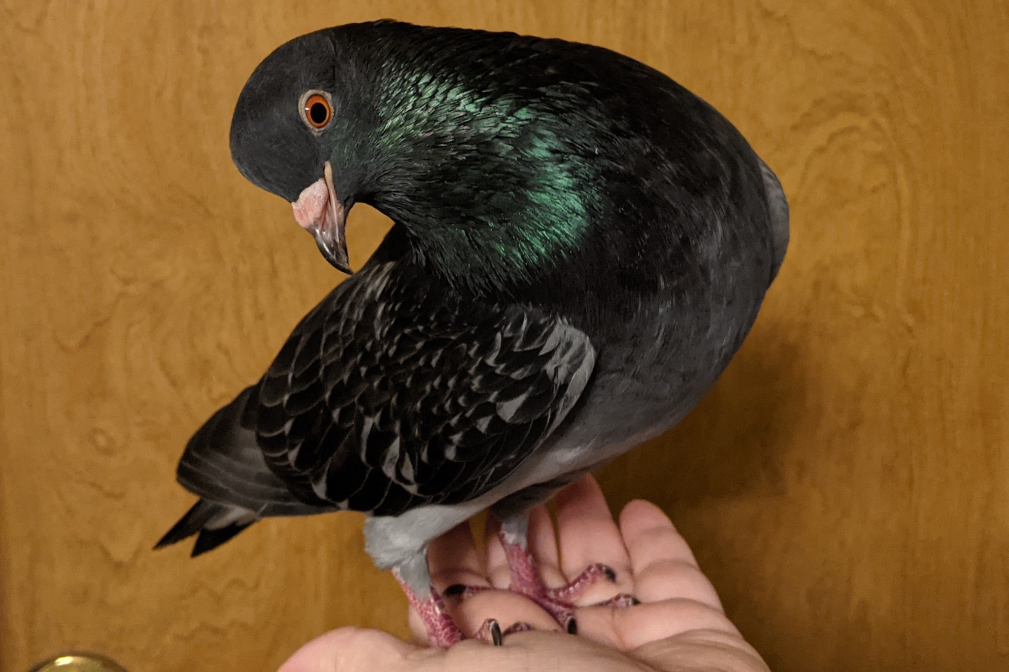 House Pet Pigeon Club | Is it normal for them to be puffed up a lot ...