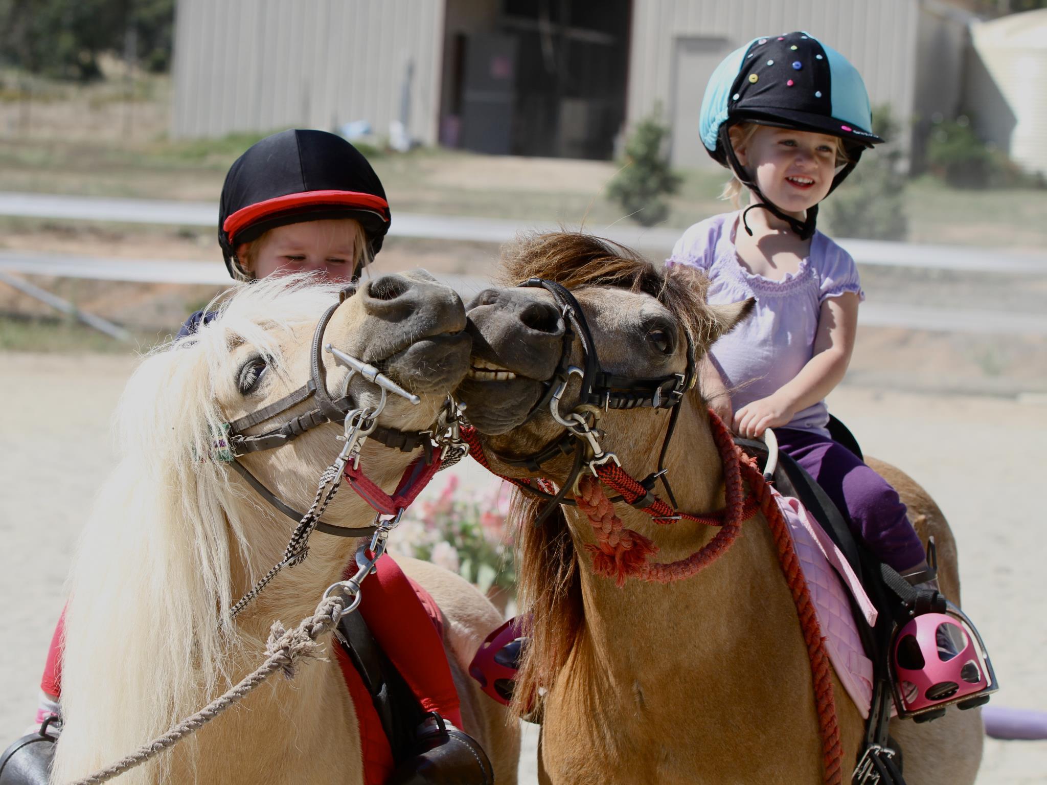The Pony Patch