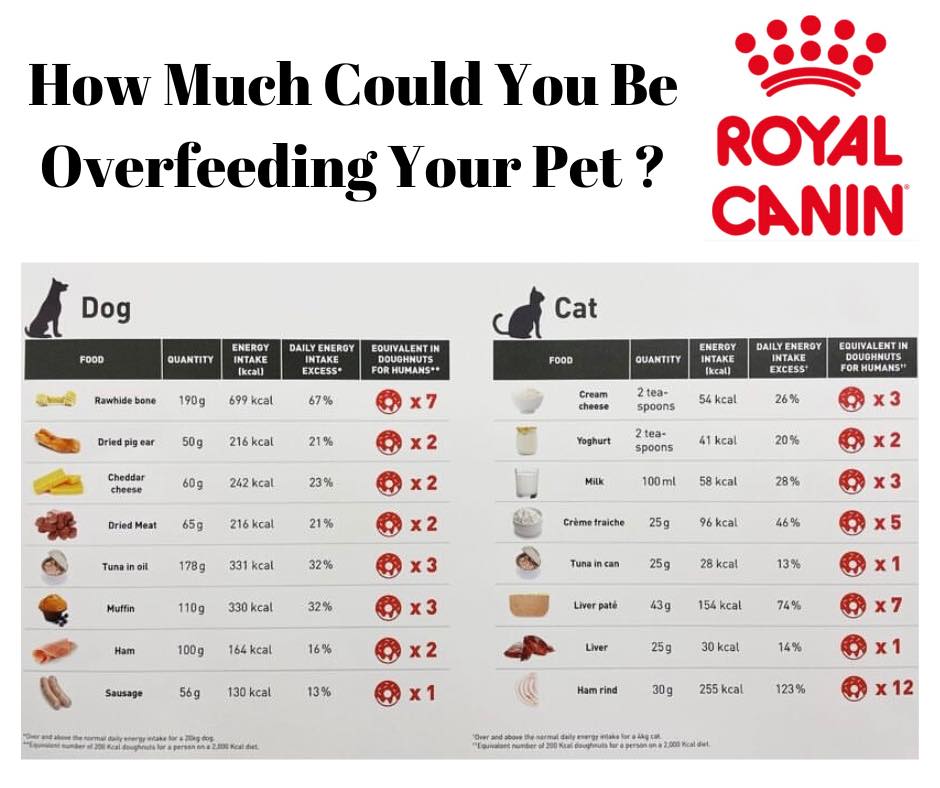 Hamilton - Are you tempted to give your pet leftovers from dinner 🍝 Do ...