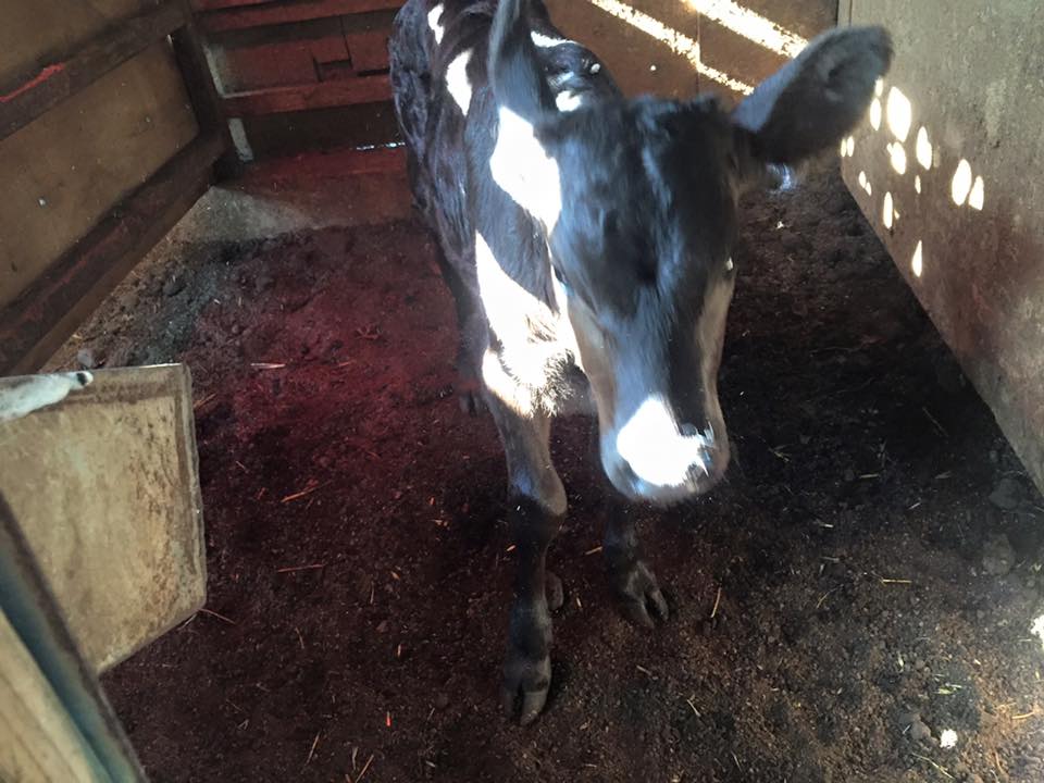 Farm Connection ファームコネクション 今日 獣医さんから カーフトップexブラックに切り替えてから下痢をした という牛飼いさんがいるんですが 前川さんのところはミルク下痢は無いですか という電話があって 僕のところではミルク下痢は今のところ全く無い