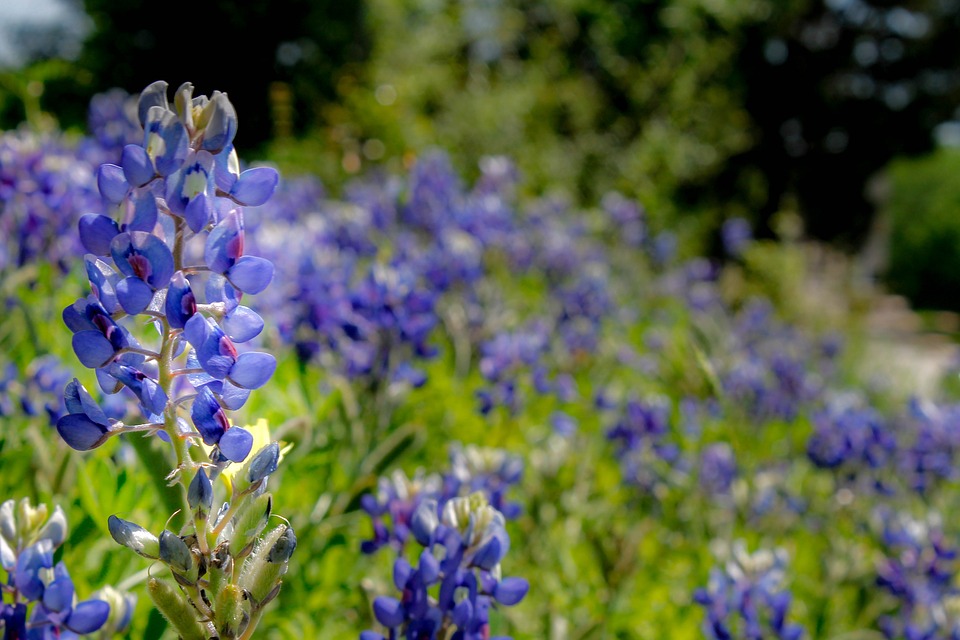 Winter Garden Soil & Water Conservation District #326 | Crystal City TX