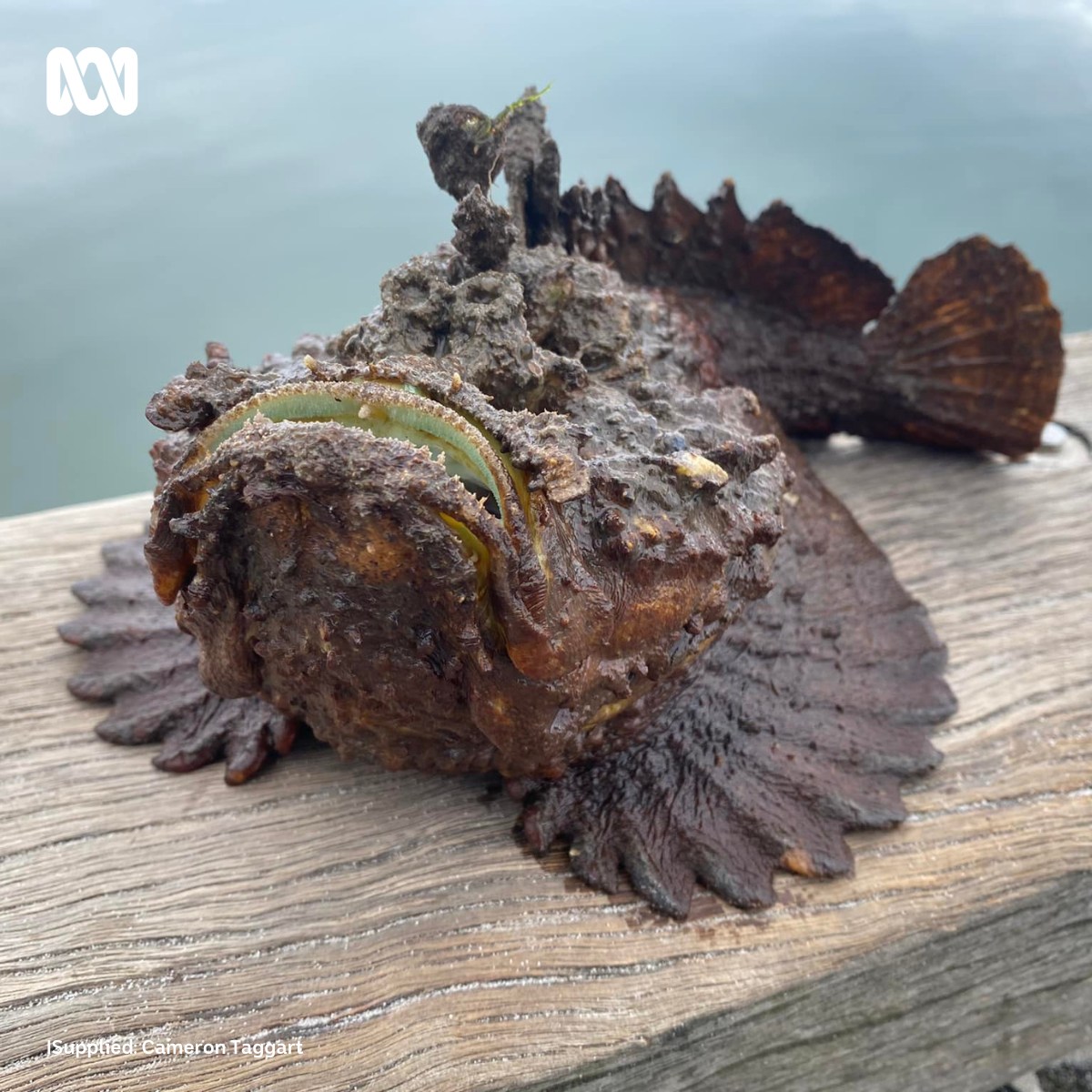 ABC Sunshine Coast - How's that?! 🎣😮 This stonefish was reeled in at ...