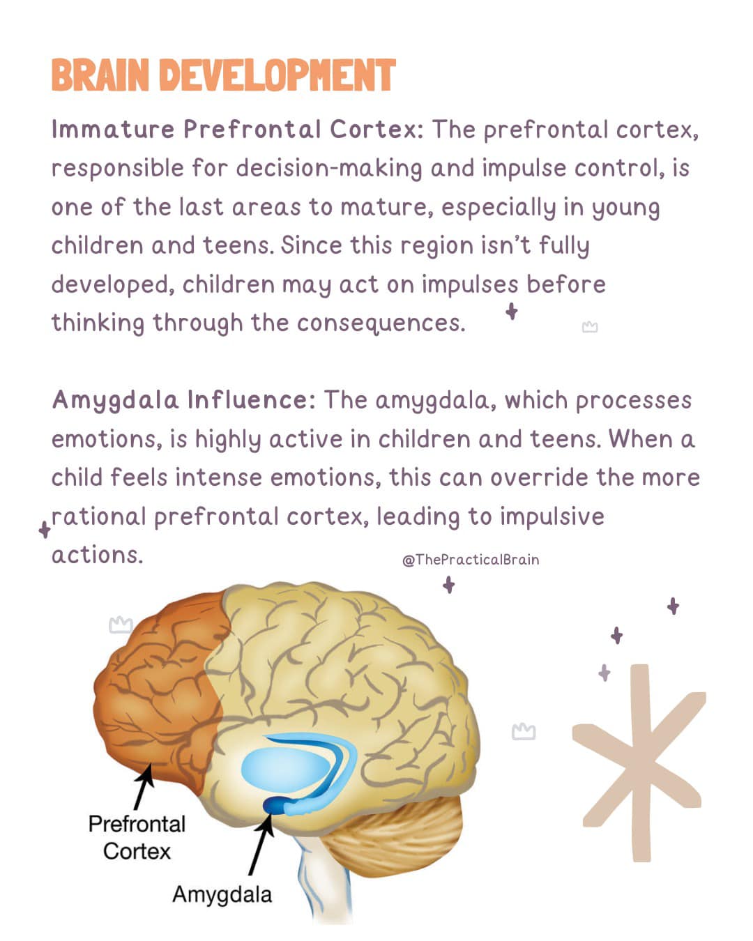 The Practical Brain