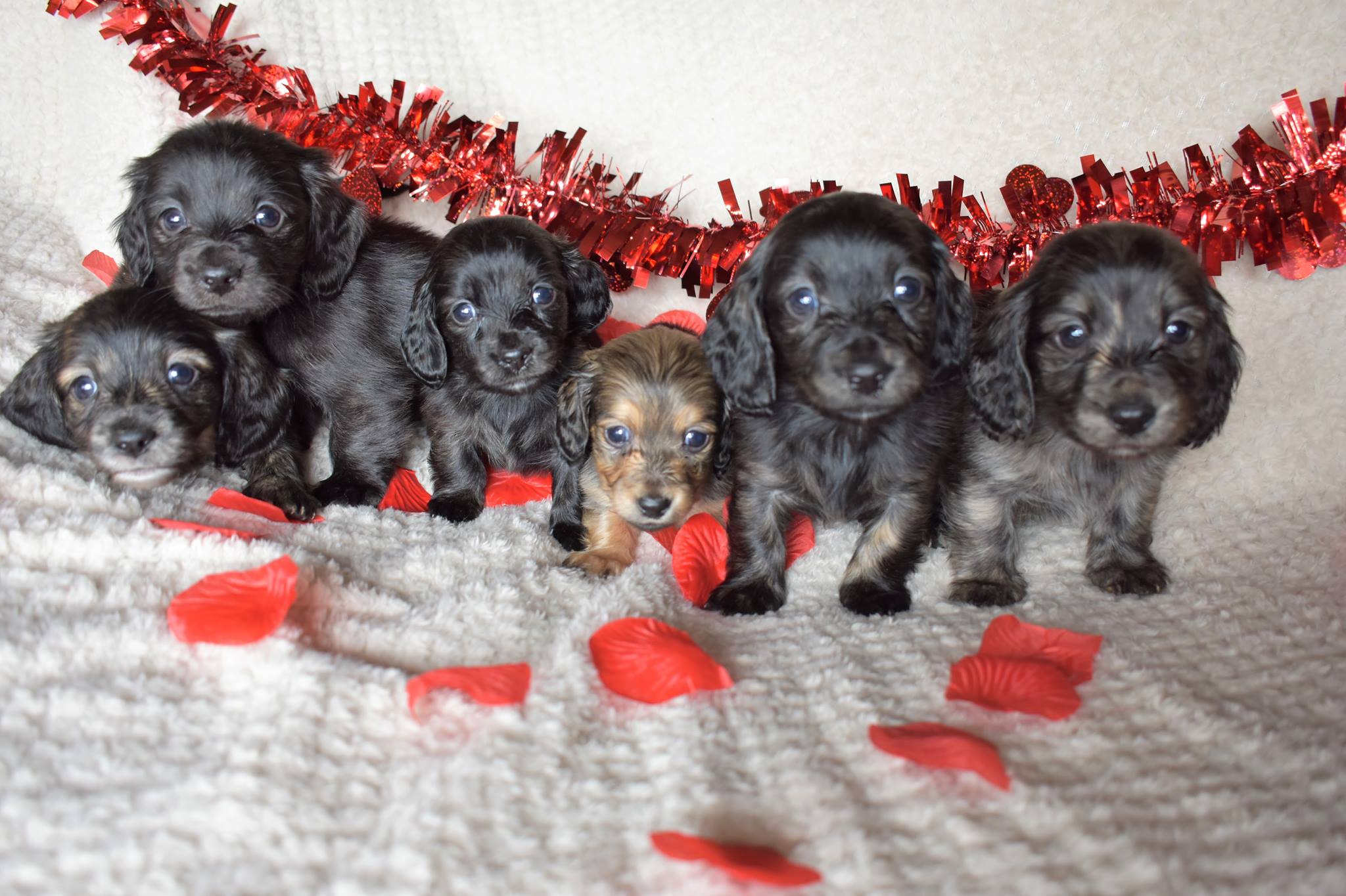 Pea Ridge Dachshunds added a new photo. - Pea Ridge Dachshunds