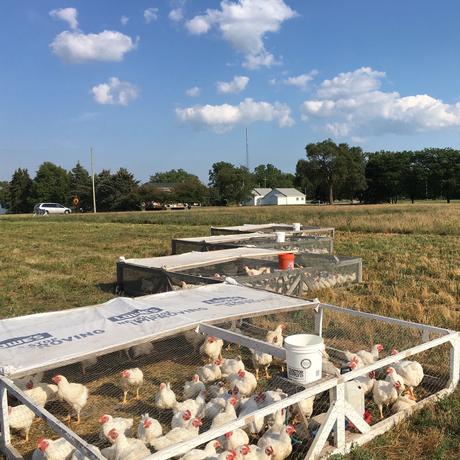 View of Heath Farms Pastured... - Heath Farms Pastured Chicken
