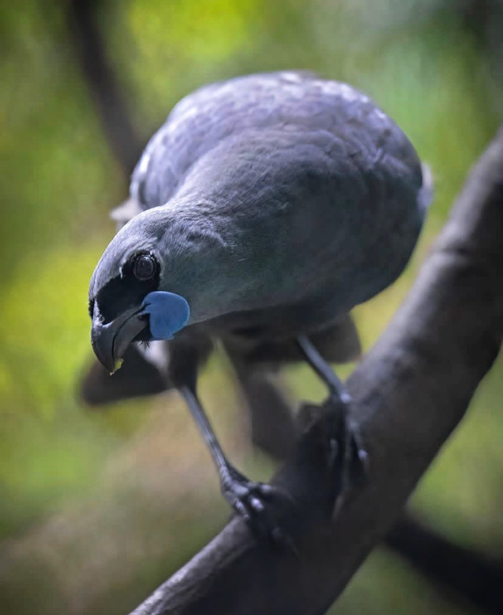 The Hunua Ranges represent... - newzealandconservationstories