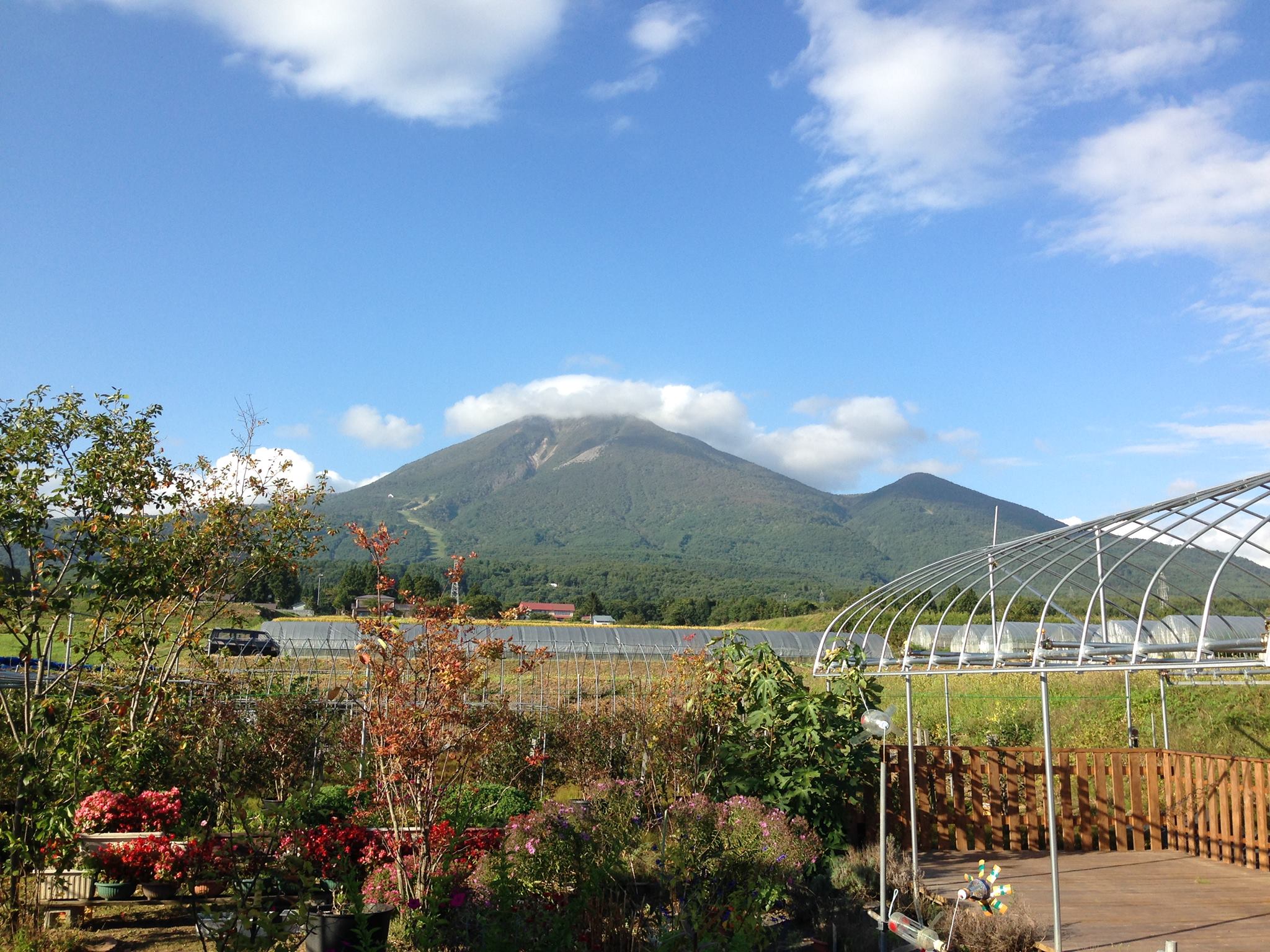 宇川 ブルーベリー 園