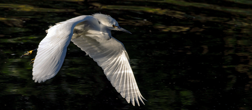 Nature Images-Wildlife Photography by Phil Dellinger