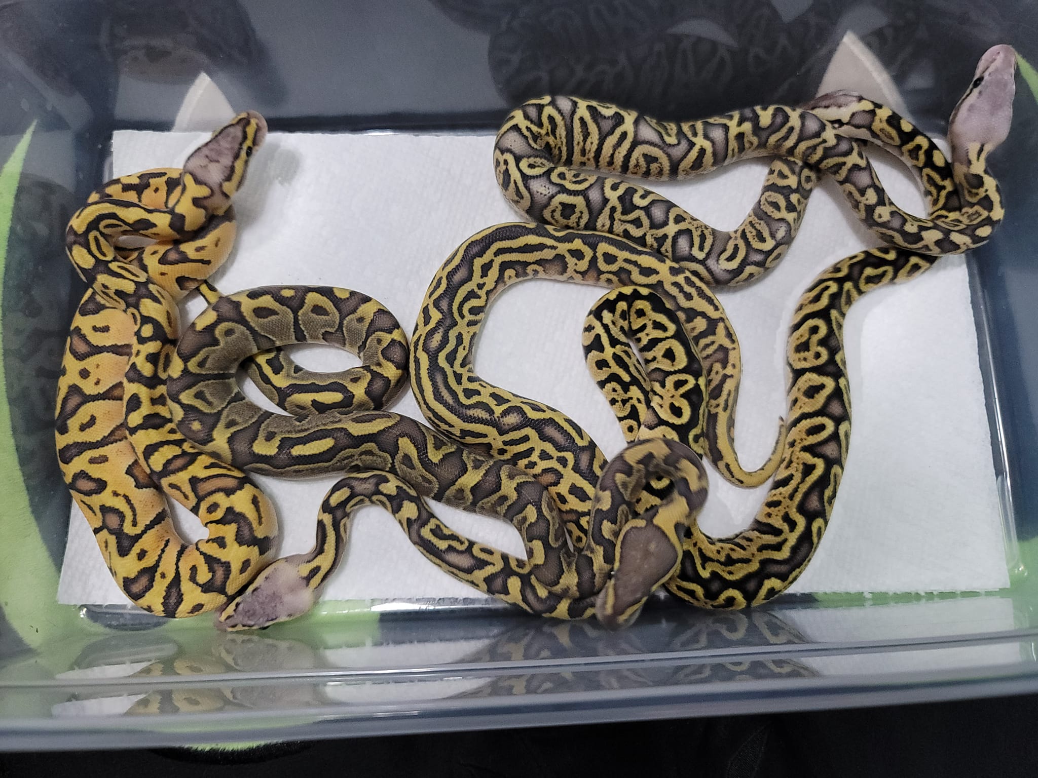 Postal Pythons | Daytona Beach FL