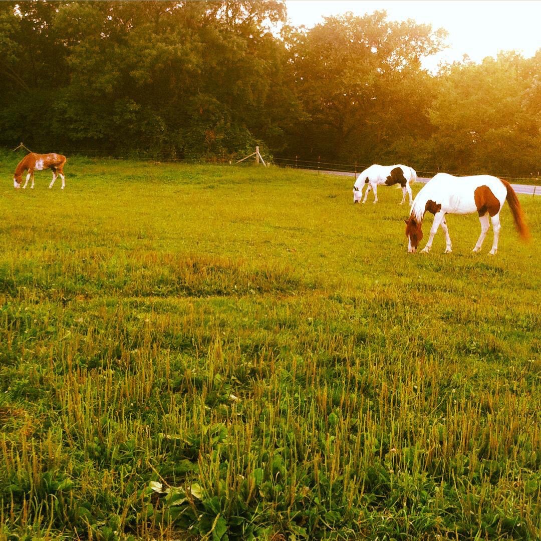 Phantom Ranch Horsemanship