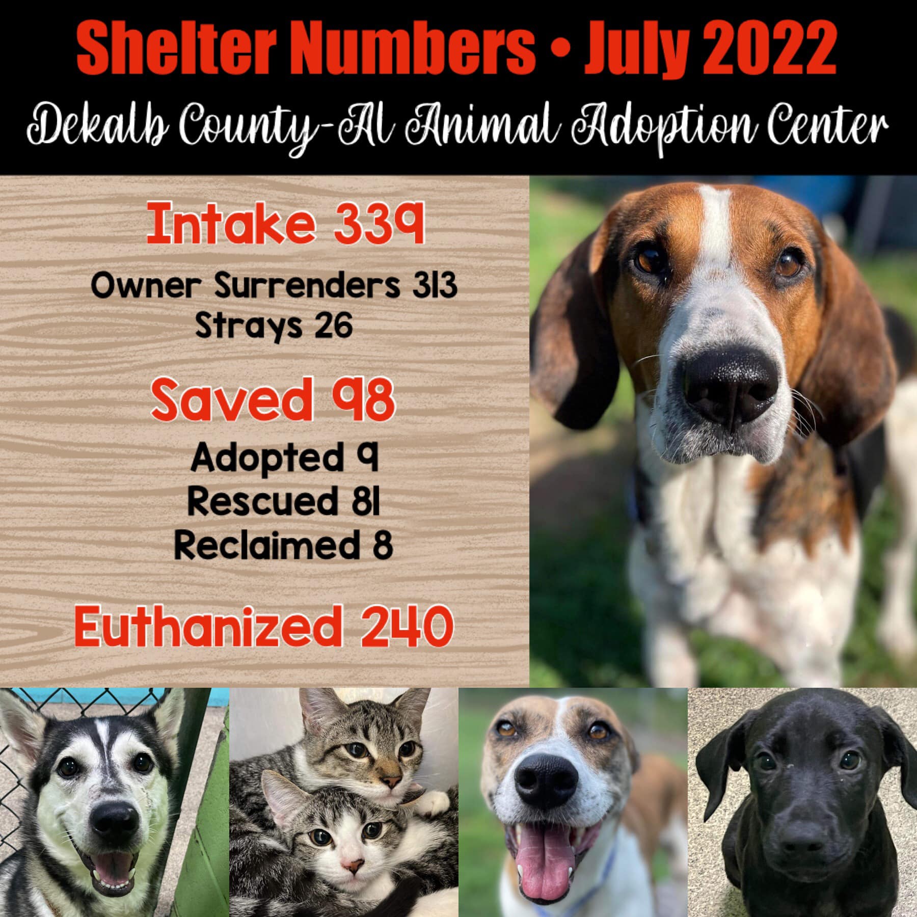 Friends of DeKalb County-AL Animal Adoption Center - 🐾PLEASE hear our ...
