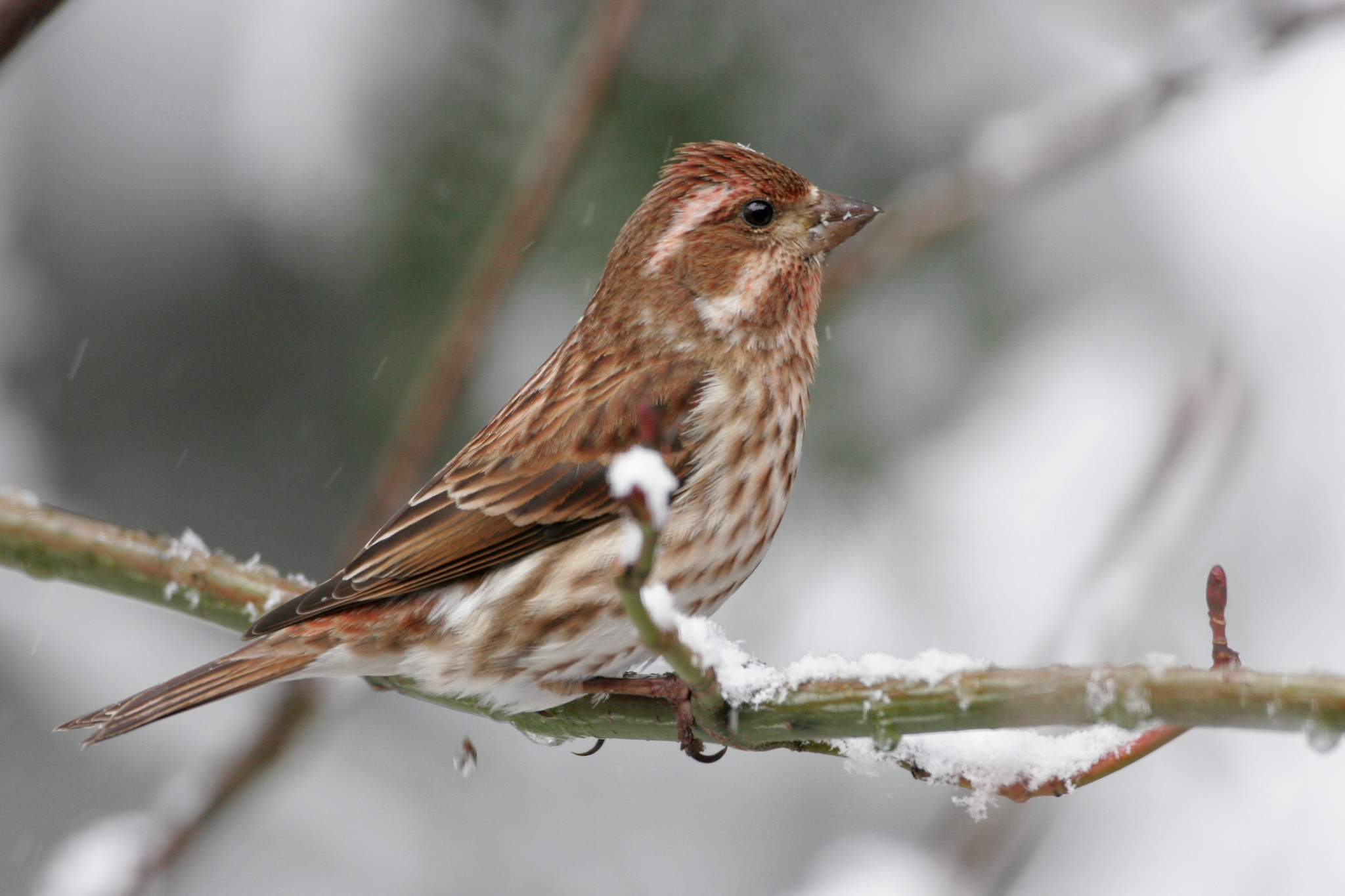 American - Irruptions occur when bird species migrate outside their ...