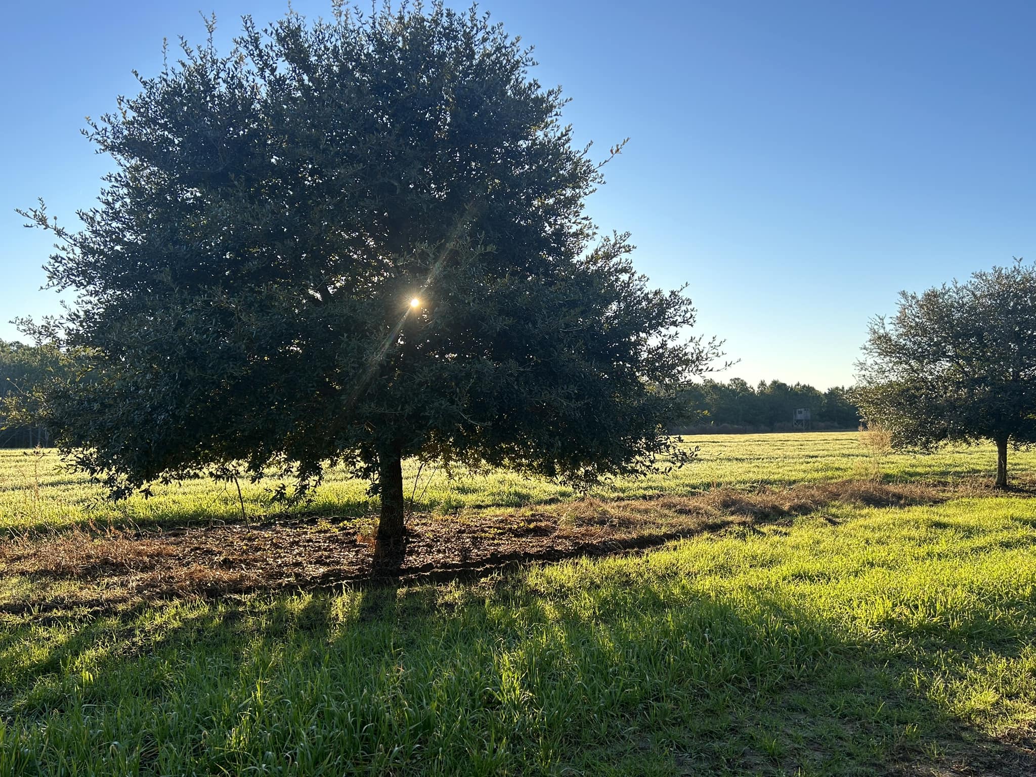 The live oak still remains as one of... - Bolu Tree Nursery | Facebook