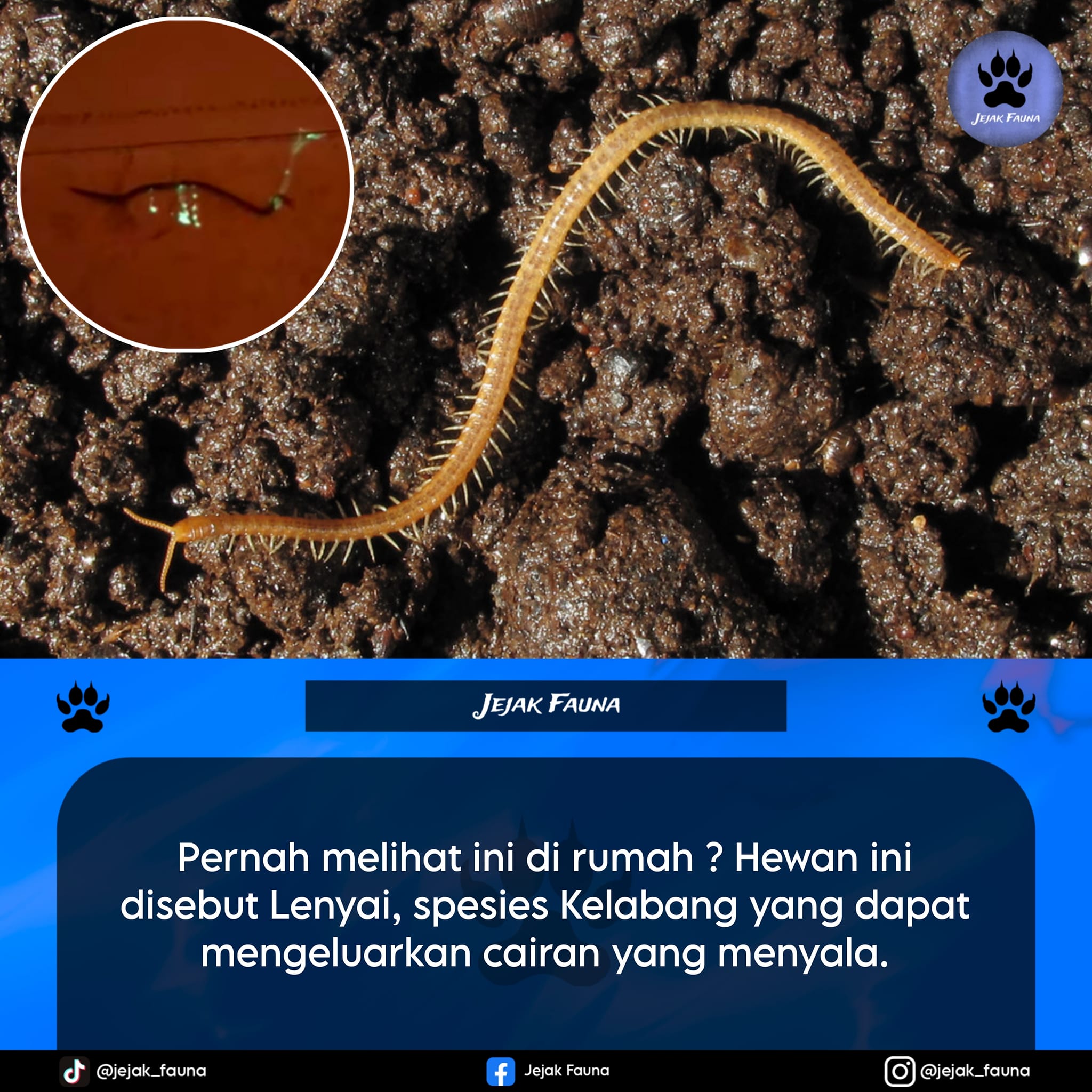 Jejak Fauna - Lenyai atau juga disebut Lena, Rena, atau... | Facebook