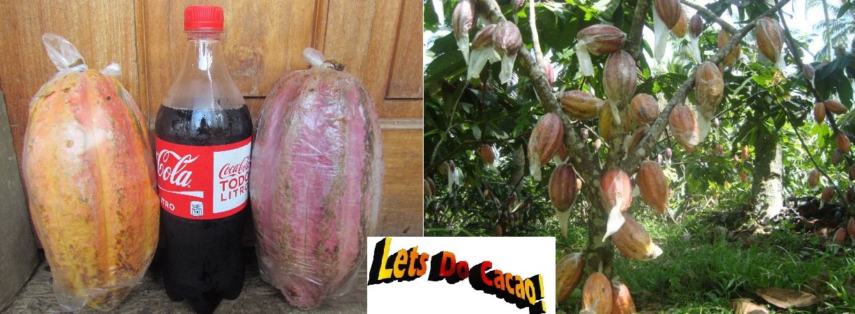 ROSIT CACAO FARM CEBU | Barili