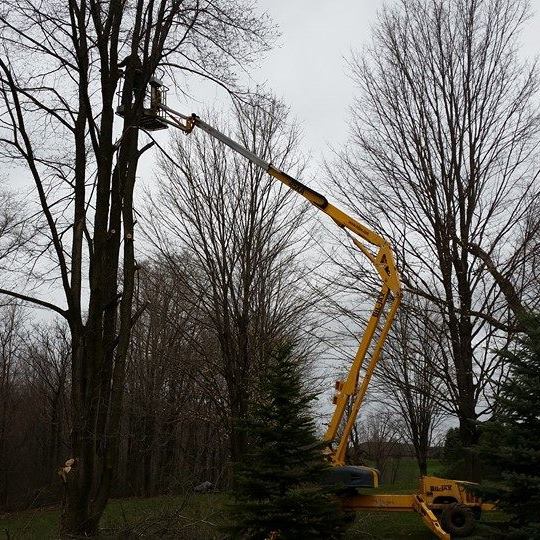 Xtreme Tree Shark