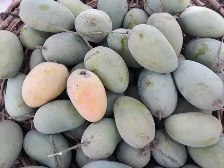 Fruitly Sweets and Mangoes - Multani White Chunsa 10kg Rs.2000 Multani ...