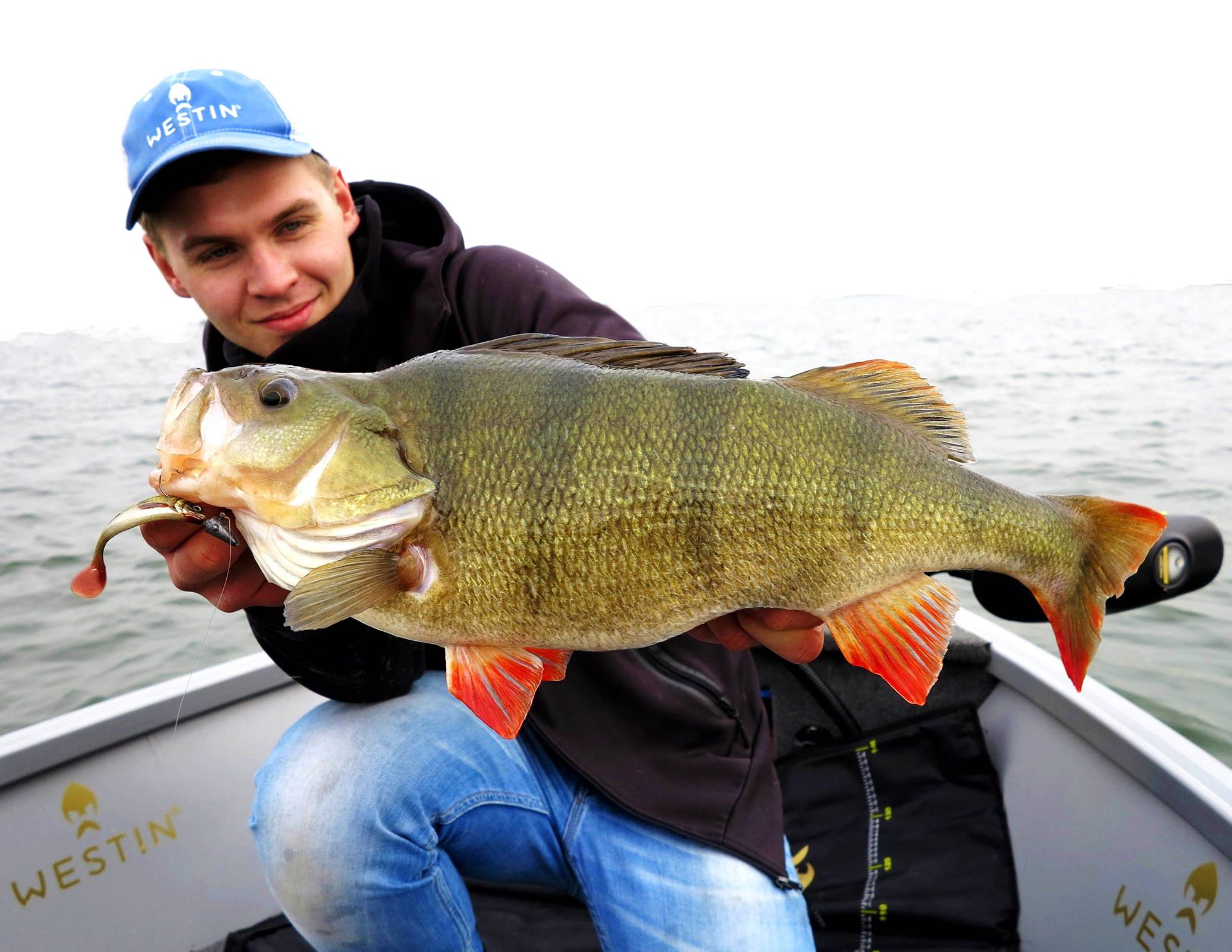Là y a mega pizza ! le Shad Teez a... - Westin-Fishing France