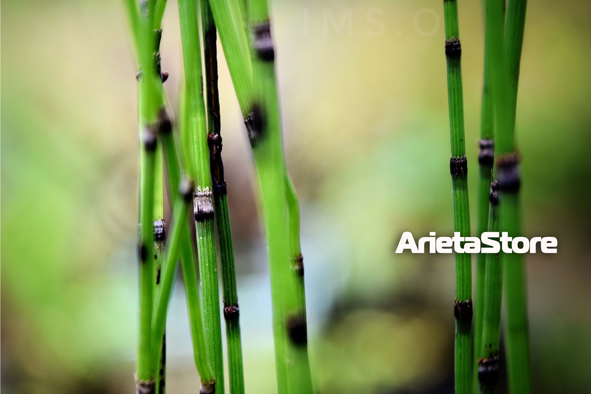 Arieta Store | Guinayangan