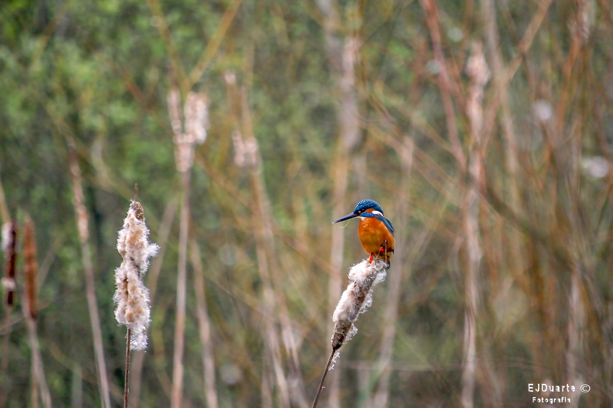 Parque do Rio Ul - Biodiversidade no Parque do Rio Ul 🐦 Espécie: Guarda ...