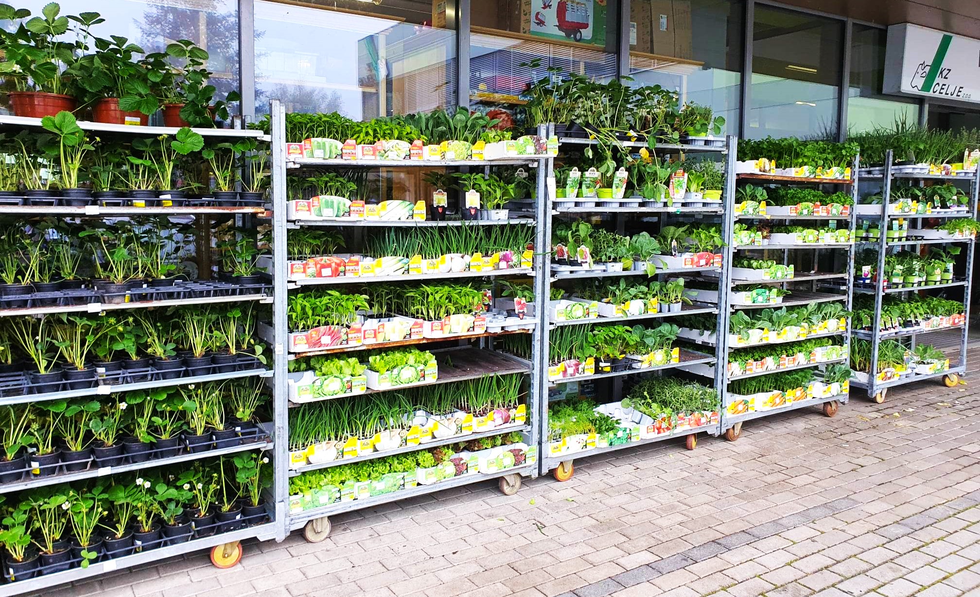 KZ Celje - 📢🤩 NAGRADNA IGRA 🤩 - ZAKLJUČENA 🍅🥕🥦🥬 SADIKE 🥒🍆😋...