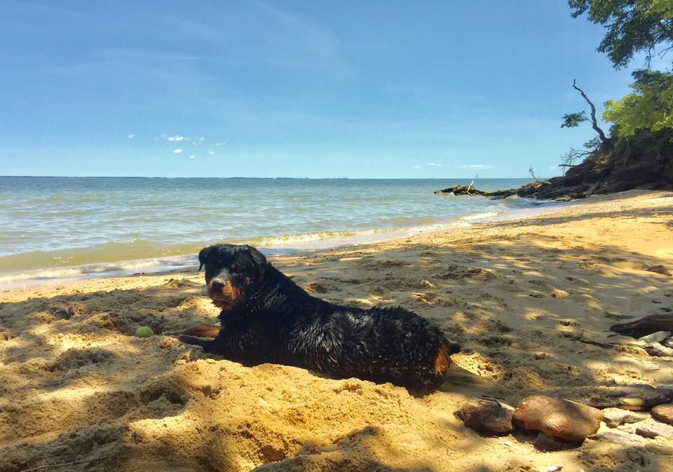 Butler Kennels Rottweilers... - Butler Kennels Rottweilers