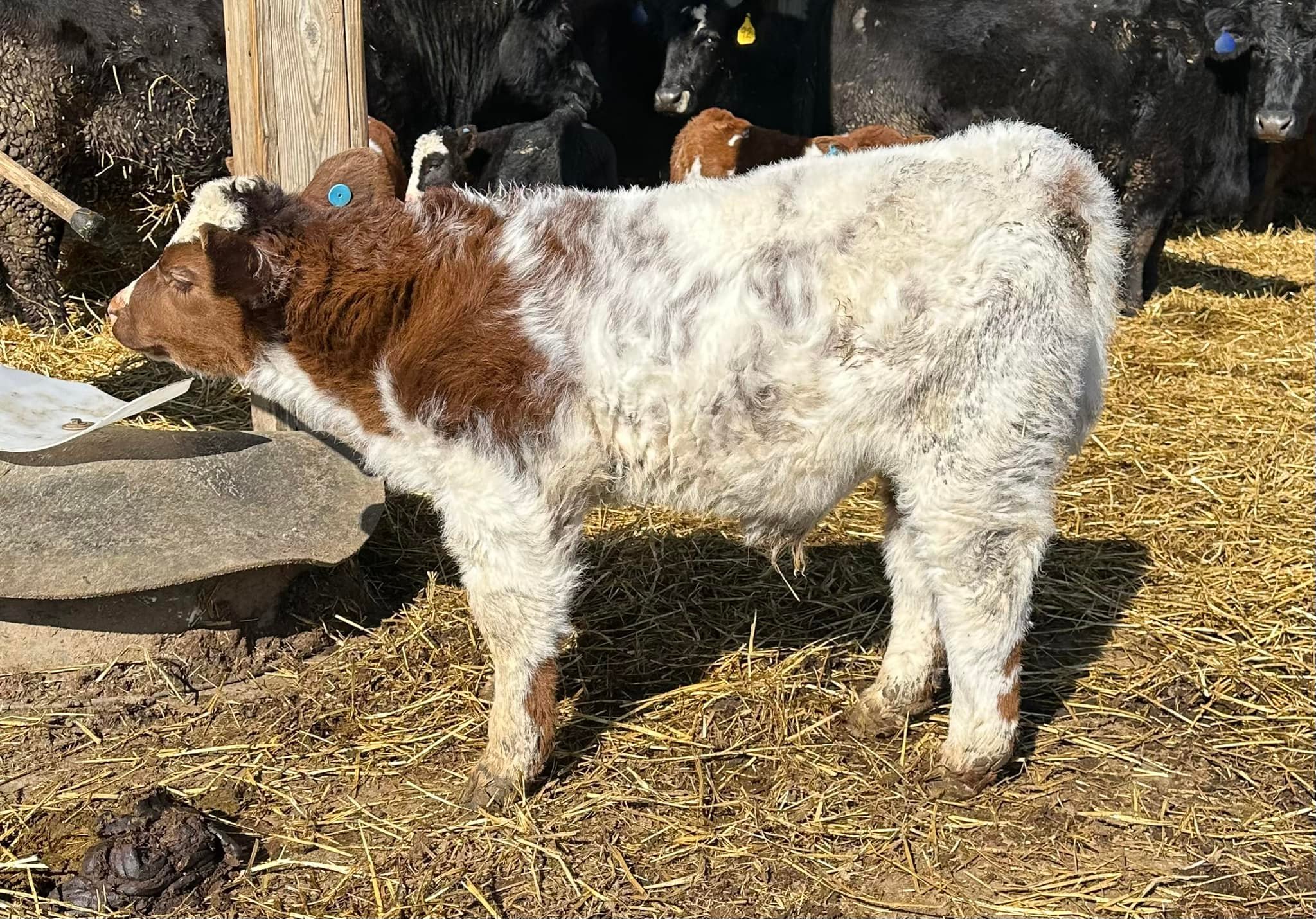 RVC Farms | Cedarville OH